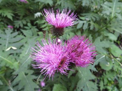 Cirsium alsophilum, photographed by Marco Mussita