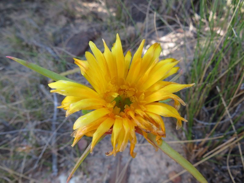 Circandra serrata, photographed by James Deacon