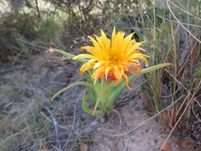 Circandra serrata, photographed by James Deacon
