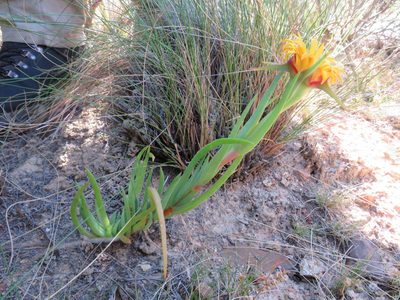 Circandra serrata, photographed by James Deacon