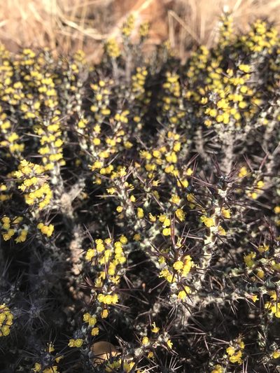 Euphorbia aeruginosa, photographed by rosshawkins