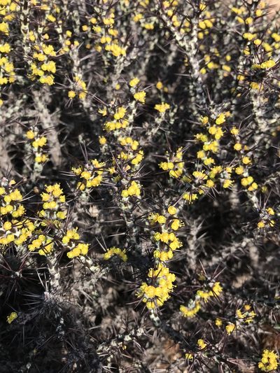 Euphorbia aeruginosa, photographed by rosshawkins