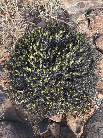 Euphorbia aeruginosa, photographed by rosshawkins