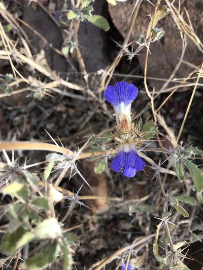 Blepharis diversispina, photographed by rosshawkins
