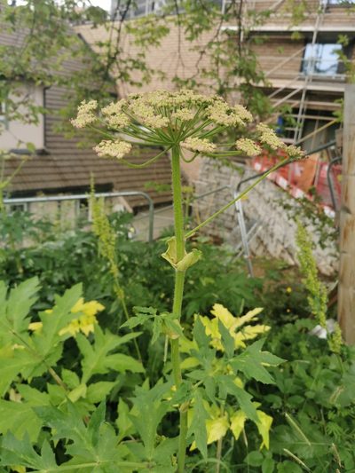 Heracleum persicum, photographed by Thor-Rune Hansen