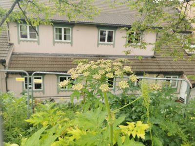 Heracleum persicum, photographed by Thor-Rune Hansen