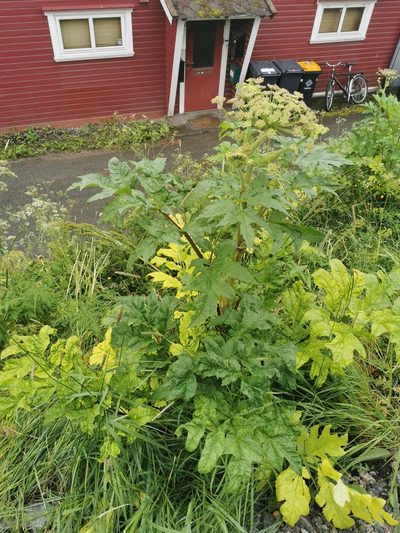 Heracleum persicum, photographed by Thor-Rune Hansen