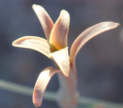 Dipcadi brevifolium, photographed by Nicola van Berkel