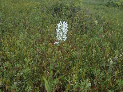 Platanthera blephariglottis, photographed by Lynn Harper