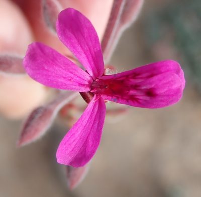 Pelargonium reniforme, photographed by Nicola van Berkel