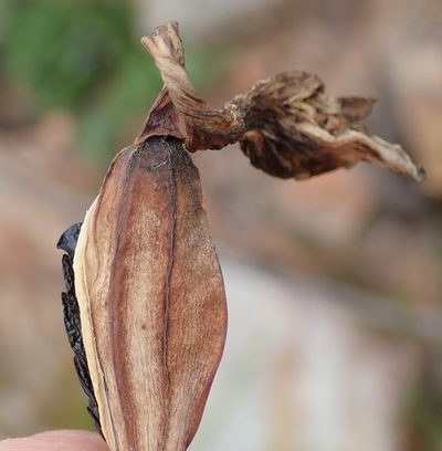 Cyrtanthus obliquus, photographed by Nicola van Berkel