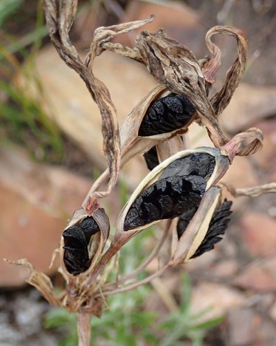 Cyrtanthus obliquus, photographed by Nicola van Berkel