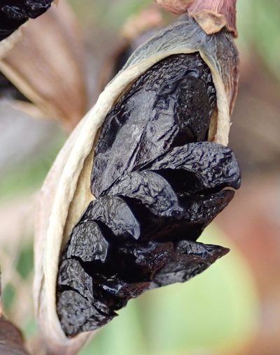 Cyrtanthus obliquus, photographed by Nicola van Berkel