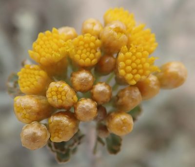 Pentzia dentata, photographed by Nicola van Berkel