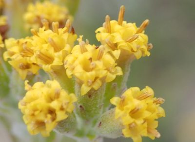 Senecio pauciflosculosus, photographed by Nicola van Berkel