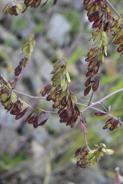 Isatis costata, photographed by Марина Садыкова