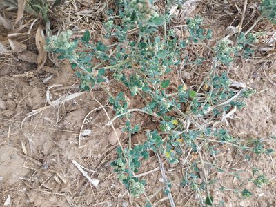 Chenopodium vulvaria, photographed by Tim Johnson