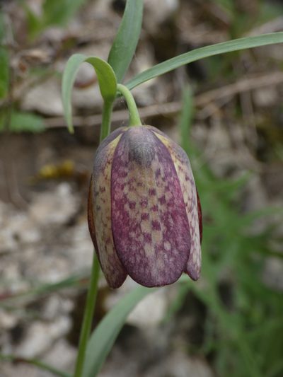 Fritillaria involucrata, photographed by Yves Bas
