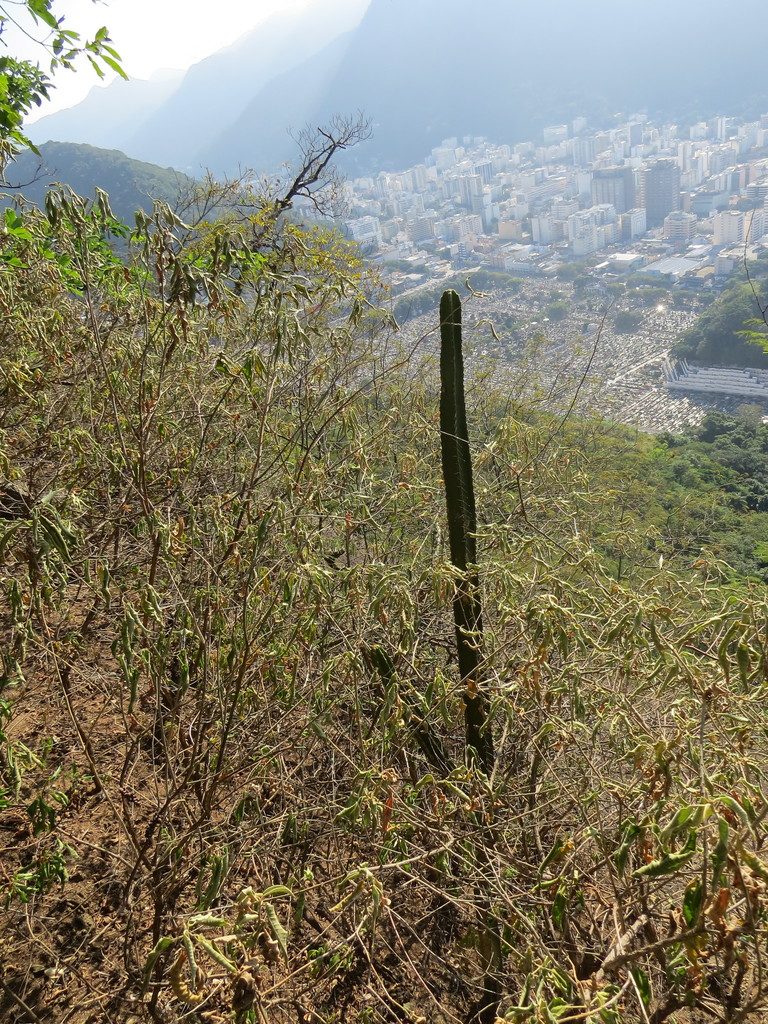 Pilosocereus brasiliensis, photographed by Victor Farjalla Pontes