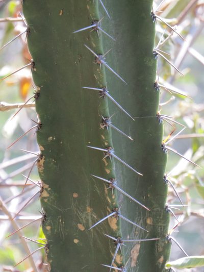 Pilosocereus brasiliensis, photographed by Victor Farjalla Pontes