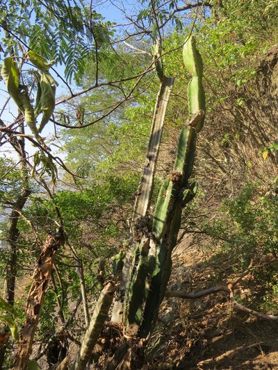 Pilosocereus brasiliensis, photographed by Victor Farjalla Pontes