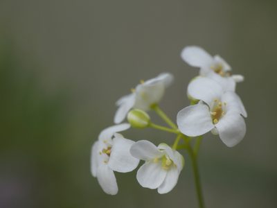 Kernera saxatilis, photographed by Yves Bas