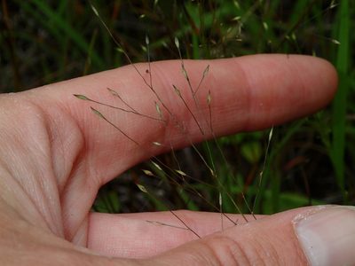 Panicum flexile, photographed by Katherine Baird
