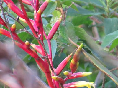 Vriesea neoglutinosa, photographed by Victor Farjalla Pontes