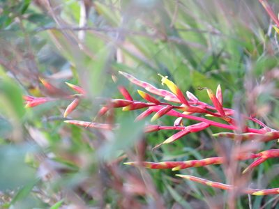 Vriesea neoglutinosa, photographed by Victor Farjalla Pontes
