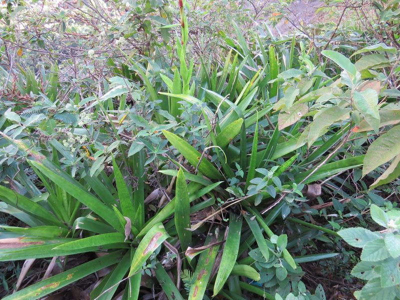 Vriesea neoglutinosa, photographed by Victor Farjalla Pontes