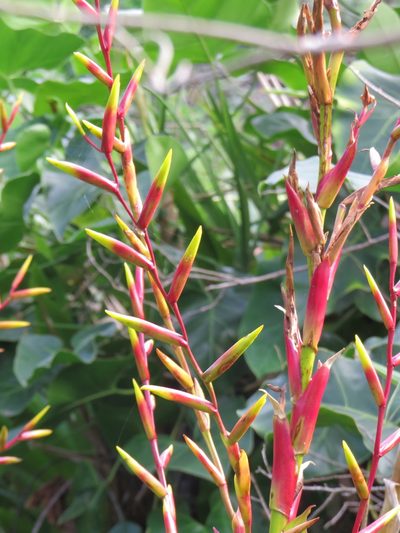 Vriesea neoglutinosa, photographed by Victor Farjalla Pontes