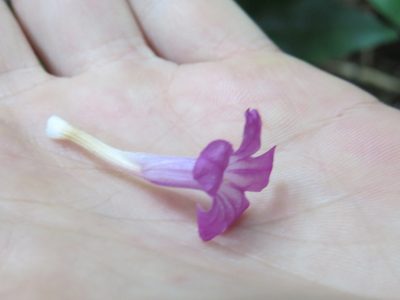 Ruellia solitaria, photographed by Victor Farjalla Pontes