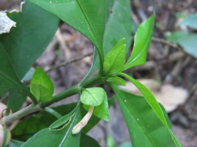 Ruellia solitaria, photographed by Victor Farjalla Pontes