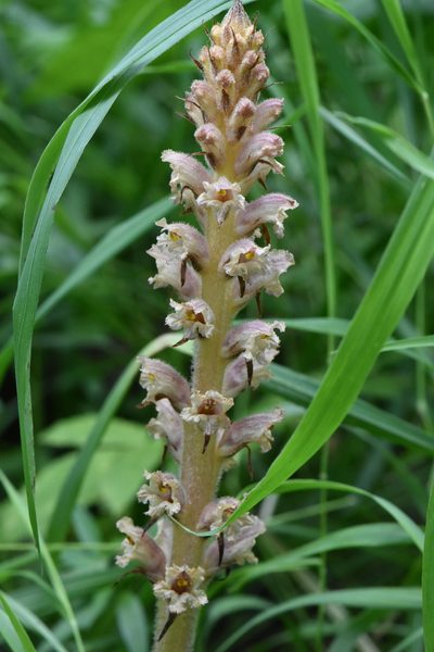 Orobanche bartlingii, photographed by Марина Садыкова