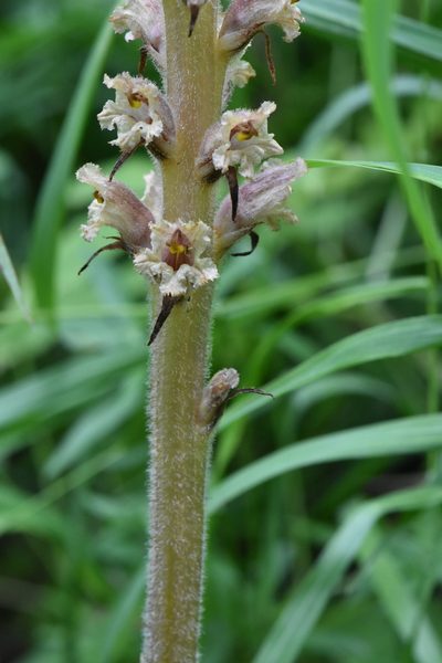 Orobanche bartlingii, photographed by Марина Садыкова