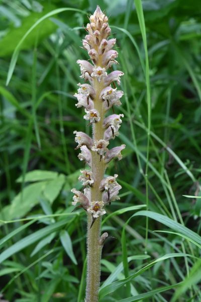 Orobanche bartlingii, photographed by Марина Садыкова