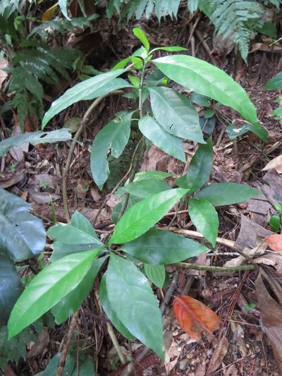 Ruellia solitaria, photographed by Victor Farjalla Pontes
