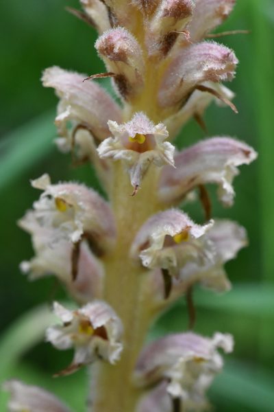 Orobanche bartlingii, photographed by Марина Садыкова