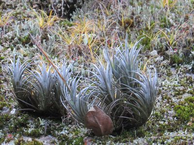 Tillandsia araujei, photographed by Victor Farjalla Pontes