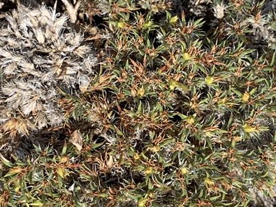 Paronychia sessiliflora, photographed by myarobilliard