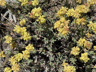 Eriogonum sphaerocephalum, photographed by Henrik Kibak