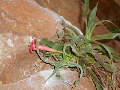 Barbacenia tomentosa, photographed by Giovanni Marques de Castro