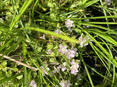 Lysimachia tenella, photographed by James Clow