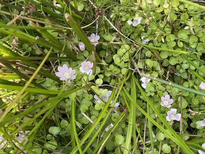 Lysimachia tenella, photographed by James Clow