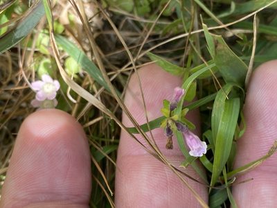 Scutellaria minor, photographed by James Clow