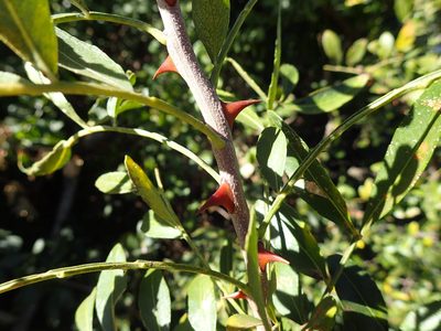Zanthoxylum capense, photographed by Mahomed Desai