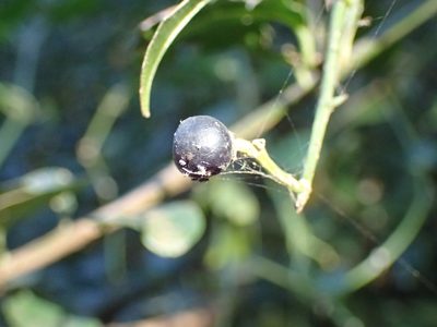 Scutia myrtina, photographed by Mahomed Desai