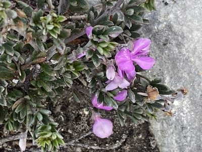 Indigofera calcarea, photographed by Christina