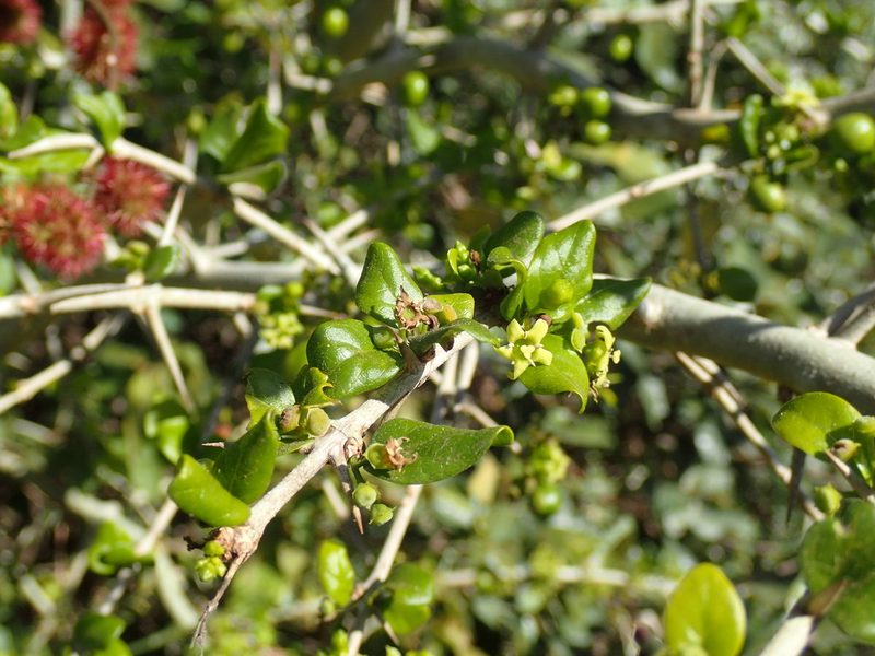 Catunaregam spinosa, photographed by Mahomed Desai