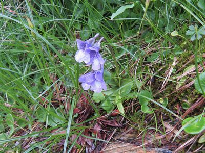 Pinguicula leptoceras, photographed by Marco Mussita